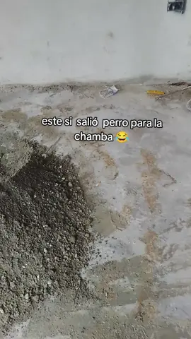 #elperroparalachamaba🐶🐶