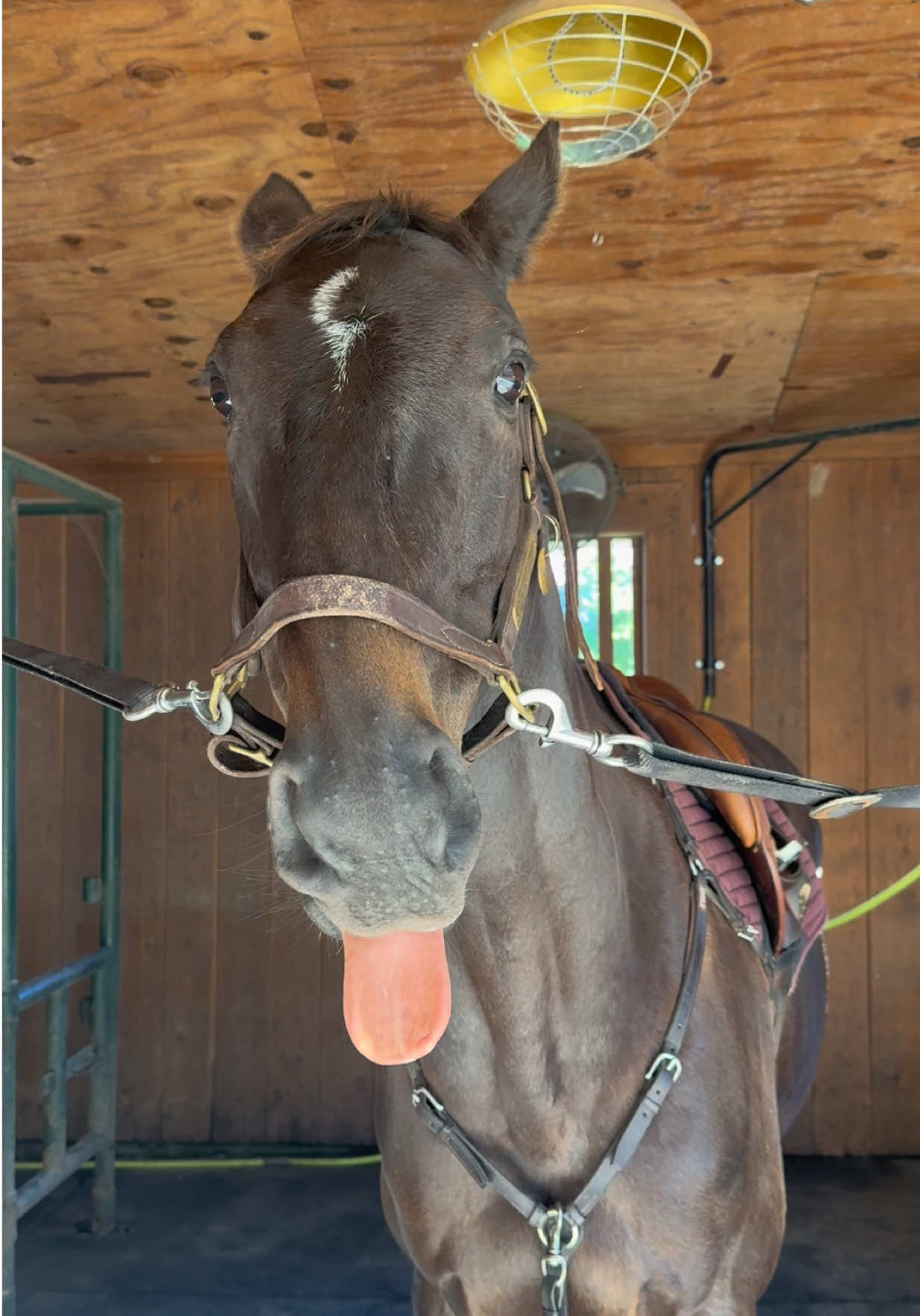 😛 #horse #smoothbrain #ottb #equestrian #fyp @Roman & Jordan throwback