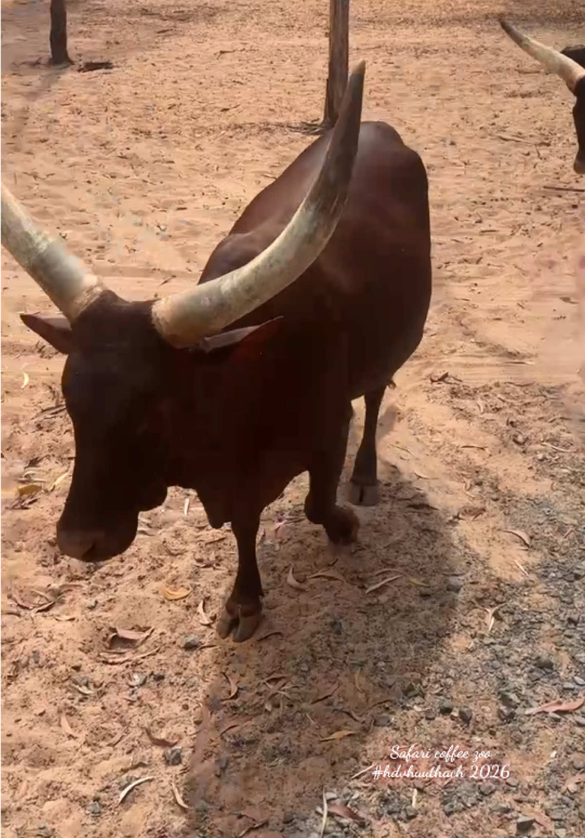 Trải nghiệm mới ở Safari coffee zoo Novaland Phan Thiết 2026. #hdvhuuthach #hanhtrinhthanhxuan #vietnam #novalandworldphanthiet #fyp 