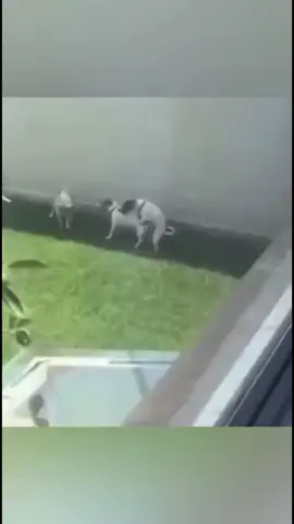 3vs #dogmeme #fyp #viral #paratiiiiiiiiiiiiiiiiiiiiiiiiiiiiiiiiii #BalliBotMogis 