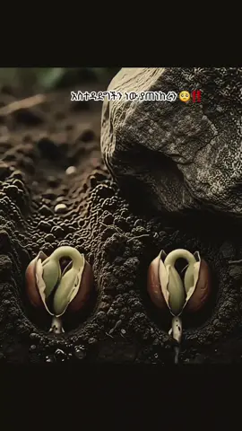 ማልቀስም መሳቅም ነው የደከመን 🙌