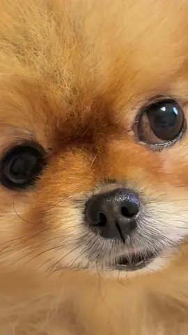 #померанец #шпиц #pom #dogs #pomeranians 