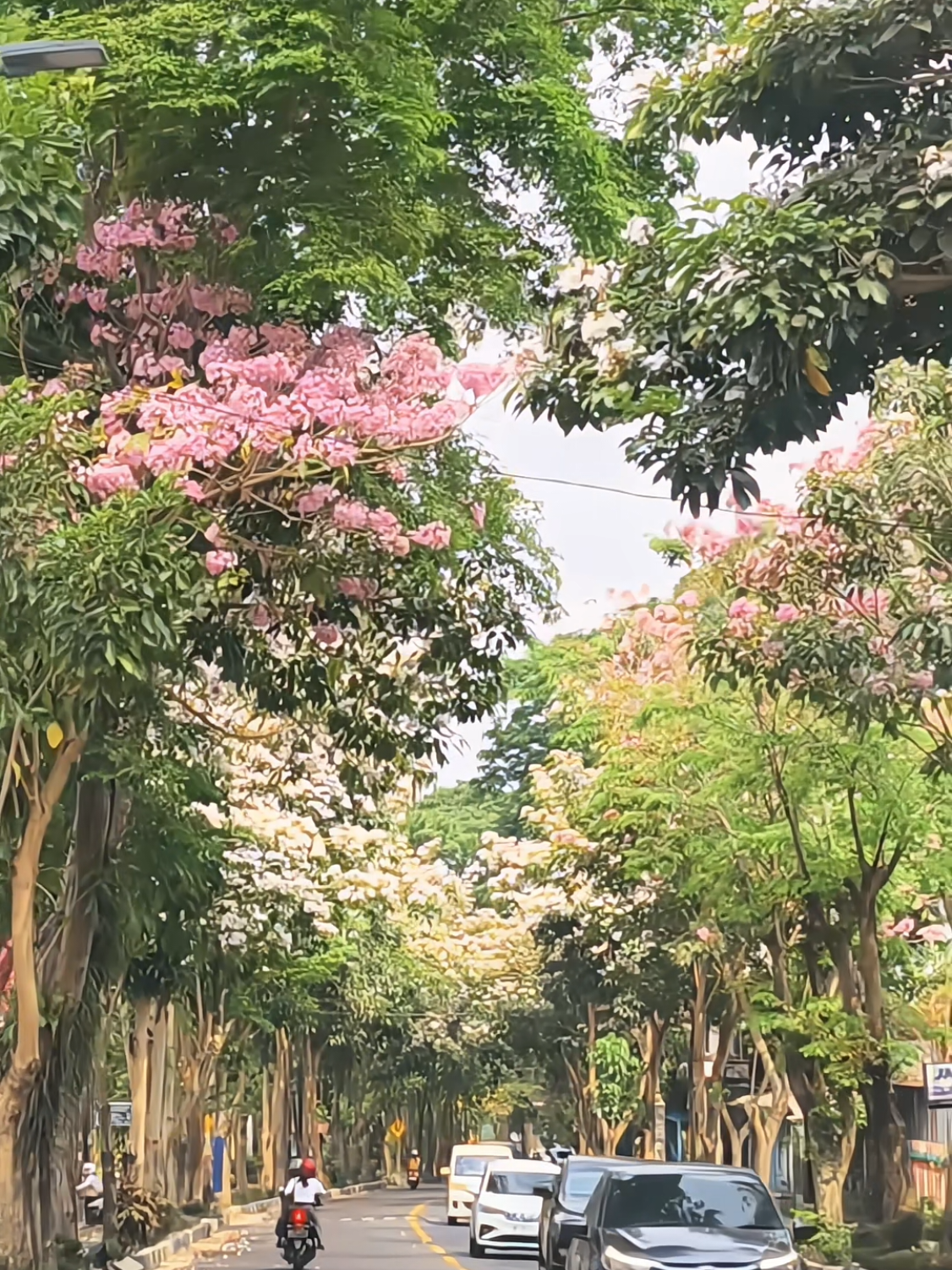 temanggung dengan bunga tabebuya nya 🌸✨ #tabebuyablossom 