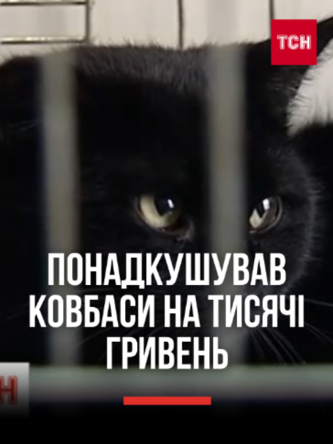 Кіт-злодюга понадкушував ковбаси на тисячі гривень! Бестселери ТСН Рубрика 