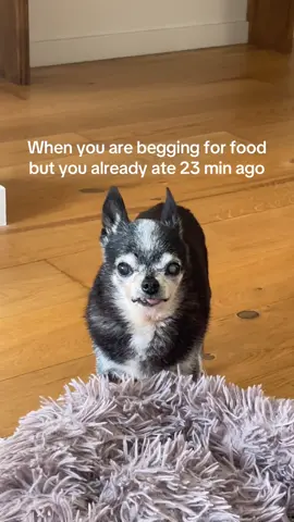 How often do your pup beg for food?😂 #adopted #seniordog #chihuahua #barcelona #adoptdontshop 