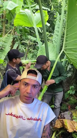 Kasitau aku kalau itu beneran bisa dimakan we ,, ngiler juga aku 🥹 #ReactPung #LaporanNetizen 