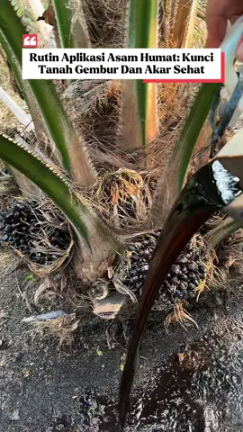 Tanah yang terlalu padat membuat akar tanaman sulit berkembang dan tidak bisa menyerap nutrisi dengan baik. Solusinya, rutin aplikasikan Asam Humat! Kandungan Asam Humat membantu memperbaiki struktur tanah padat supaya menjadi lebih gembur, sehingga akar tumbuh lebih sehat dan tanaman bisa berkembang jauh lebih subur. #AsamHumat⁠ ⁠#PembenahTanah⁠ ⁠#SolusiTanahPadat⁠ ⁠#TanahGembur⁠ ⁠#PerawatanSawit⁠