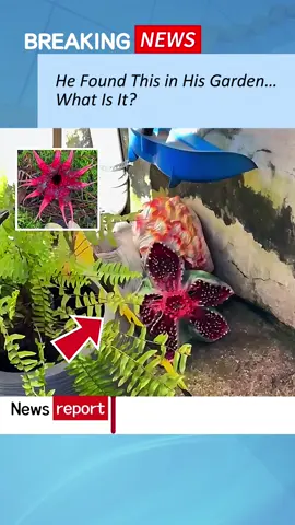 He Found This in His Garden… What Is It?#scary #horrortok #scarytiktoks #unbelivable #trending 