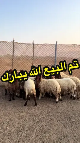 #اغنام_الامارات_حلال_الدار_الخير_🇦🇪🇦🇪 