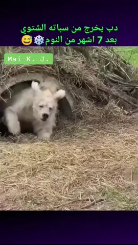 صحى بعد 7 أشهر نوم بدون أكل ولا شرب 🐻❄️ جسمه يعيد تدوير كل شي وقلبه 8 نبضات بس في الدقيقة سبحان الخالق.. لو انت نمت اسبوع ايش بيصير فيك؟ 👇 *الهاشتاقات وحدها:* #دب #سبات_شتوي #حيوانات #معلومات_عامة #غرائب طبيعة وثائقي ريلز اكسبلور