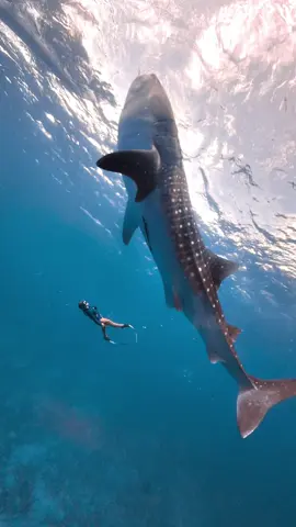 Unreal scenes, real ocean magic. ✨ 🧜‍♀️ @Yen.Gans🧜‍♀️ ⛰️  🎥 Kenneth John Busalanan  🎬 Ken Freediving  📍Oslob, Cebu 🇵🇭 DM us for inquiries 📩 #freediving #freediver #whaleshark #encounter #bigfish 