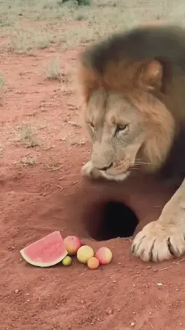#wildlife #funny #warthog #viralvideo #ai 