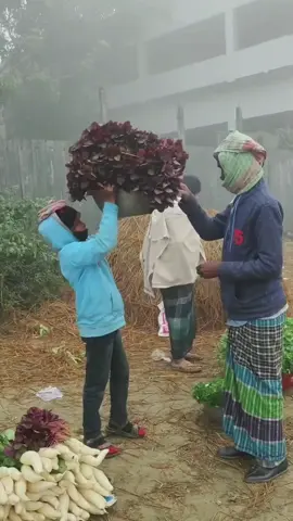 কুয়াশা-মাখা স্নিগ্ধ শীতের সকাল চারিদিকে কুয়াশায় ঘেরা প্রকৃতি কনকনে হাওয়া বয়ে যায় গ্রামের মেঠো পথে মক্তবে যাওয়ার সময় ছোট সোনামনিদের দেখা যায়...!!!! . #creatorsearchinsights #শীতেরসকাল #capcut #fyp #unfrezzmyaccount @TikTok @TikTok Bangladesh @tiktok creators @TikTok LIVE @TikTok Malaysia @Shamim Khan @Instagram Creators @@TikTokShopCreator_TH @𝐒ℎ𝑎𝐢𝐤𝐡 𝐲𝑎𝒔𝐢𝐫 প্রকৃতি @SOFIQUL ISLAM 