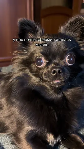 или не сформировалась #chihuahua #chihuahuastiktok #собакахейли #чихуахуащенок #чихуахуа 