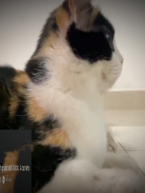 they diagnosed these cats with misanthropy || #cats #jugg