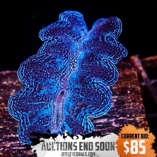 Final call! Just a few hours left to bid before these end tonight at 9pm ET at JerseyCorals.com! Look out for the next round starting immediately after this one ends too! #saltwatertank #reeftank #allmymoneygoestocoral #saltwateraquarium #reefaquarium 