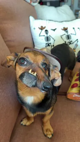 🤠🌭 THIS COWBOY IS GETTING READY TO WRANGLE SOME WEENIES! 🐾 I’m putting on my best cowboy hat and practicing my cutest crooked snoot poses for Texas Wiener Fest on October 31st! 🎃🌭 Y’all better be ready for this tiny cowboy with a BIG personality. Who’s coming to meet me?! 👀🐶 📍 Texas Wiener Fest | October 31st 🎟️ ZilkerBark.com! @texaswienerfest  #TexasWienerFest #DachshundTok #AustinTexas #CrookedSnoot #WienerDog