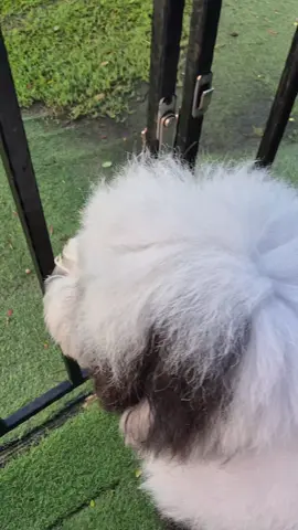 เต็มทีกับชีวิตที่ชอบนะ...(คาวะ🐶) ตัวตึงบางไทร❤️❤️❤️