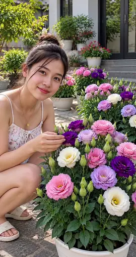 Hạt giống hoa cát tường, phù hợp cho anh chị yêu hoa thích tự trồng tại nhà, có thể gieo trong chậu hoặc đất vườn, hoa nở đẹp mát giúp không gian thêm tươi tắn và đầy màu sắc #hoacattuong #cattuong #tronghoa #hoatet #hoa 
