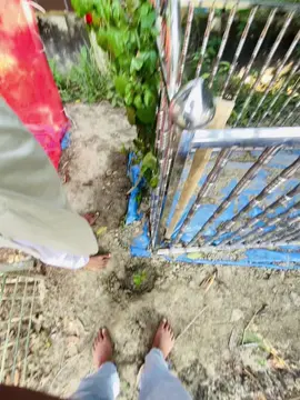 ইসান মামা, তোর কথা মনে পড়লেই বুকটা কষ্টে ভরে যায়, চোখ দিয়ে অঝোরে পানি ঝরে। 😭💔 তোকে যে কতটা মিস করি, তা ভাষায় প্রকাশ করার মতো না। তুই আর আমাদের মাঝে নেই, এটা ভাবতেই বুকটা ফেটে যায়। আল্লাহ যেন তোকে জান্নাতুল ফেরদৌসের সর্বোচ্চ মাকাম দান করেন, তোর কবরকে নূরে ভরে দেন। আমিন, ইয়া রব্বুল আলামিন। 🤲😭 মামা, তুই যেখানেই থাকিস, ভালো থাকিস। তোকে কোনোদিন ভুলতে পারব না। তুই থাকবি আমার হৃদয়ের প্রতিটা কোণায়, সারাজীবন। 🥀💔#foryou #rstaiem098 