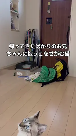 お兄ちゃんの帰りをずっと待ち、大ジャンプで抱っこしてもらう保護猫 #保護猫 #シャムトラ #シャム猫 ※投稿している動画は全て動画提供者様の許諾を得ています。 Movie By @2025.fuku.620（Instagram）