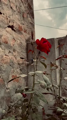 اے زندگی ممکن ہو تو میرا حساب کر دے 💔 پورے 19سال تمہارے دی گئے اذیتوں کو  تیرے دی گئیں دکھوں کو  اپنا مقدر سمجھ کر جیا ہے 