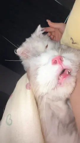 Zzz