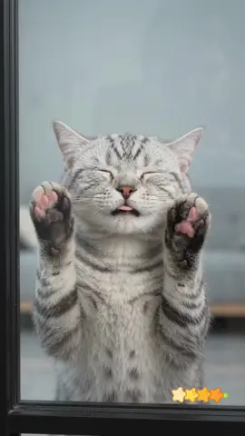 #CuteCat #CatBeans#Pawsome  