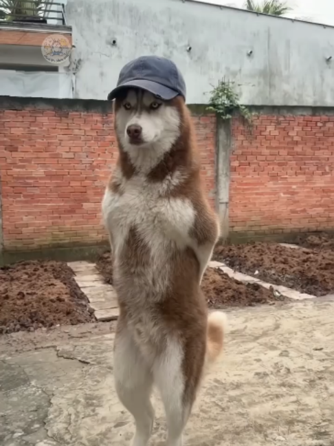 Lại thơ...bựa...#clipviral #videohaihuoc #vuinhon #funny #videohai #ngao #xuhuong #husky #fyp #tho