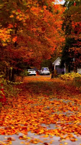 #autumn #fallincanada #foryou #fall #2026autumn 