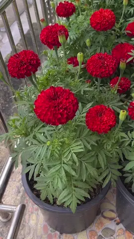 Hạt giống hoa vạn thọ đỏ