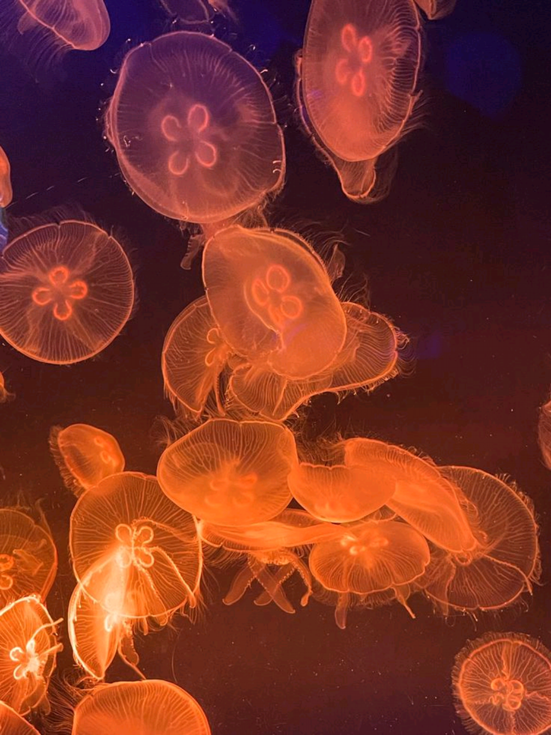then they genuinely slime you out if your oc is bald  #mantaraycove #jellyfish #ocs #larping #joseph 