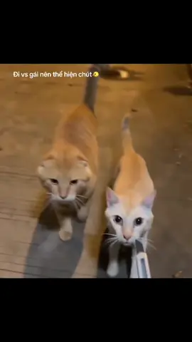 Chúc mng xem video buổi tối vv nha❤️🫡🩷#foryou #meobao #haihuoc #xuhuong #viral 