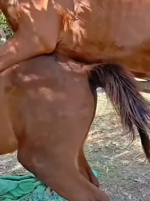 Desbloqueando el Potencial de un Caballo Campeón #CriaDeCaballos #Ecuestre #Campeones