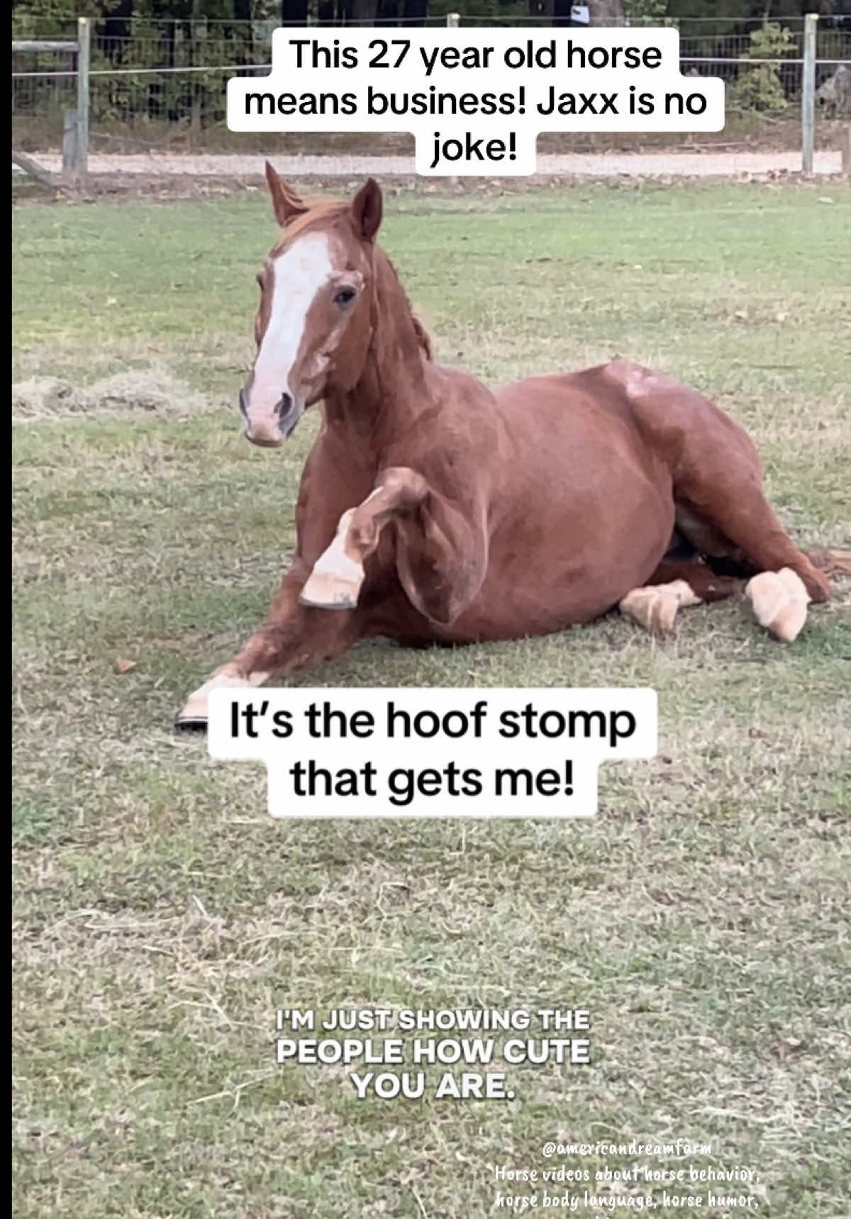This 27 year old horse means business! Jaxx is no joke! It’s the hoof stomp that gets me! #horse #horselife #learnabouthorses #horselove #seniorhorse 