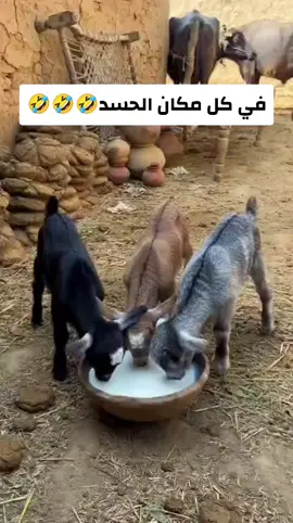 ثلاث جديان يشربون حليب بأدب 😍🐐 وجا الرابع المشاغب ونطح الصحن وكب الحليب كله 😂😂💔 شوفوا الصدمة في وجيههم 🤣 #fyp_saudi #السعوديه #explor #foryou #الحسد_مذكور 