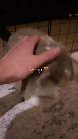 Haven’t posted in a while #fyp #bunny #viral #rabbit #bunnytok 