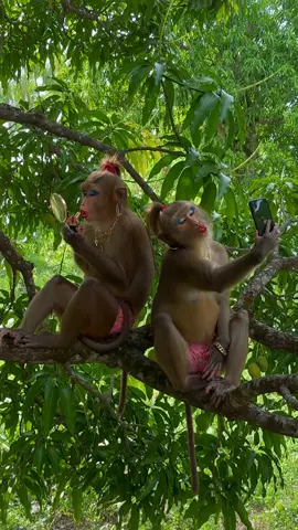 😂💄 This Monkey Is Showing Off Like a Drama Queen! 🐒📱🤣 Who Else Has a Cousin Like This? USA Girls, Can You Relate? 😂🔥 #FunnyMonkey #DramaQueen #FunnyCousins #MonkeySelfie #ViralComedy 