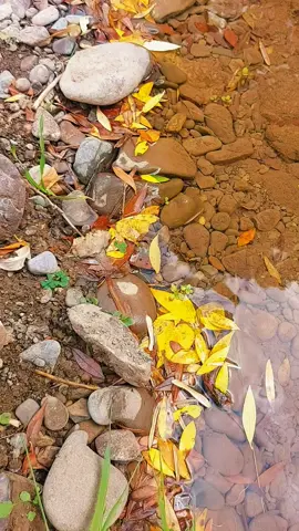 🍂 بعضی خداحافظی‌ها رو پاییز بهتر از هر کسی می‌فهمه… 🍂 برگ‌ها از شاخه جدا می‌شن، آب اونا رو با خودش می‌بره و رودخونه بی‌وقفه به راهش ادامه می‌ده… انگار طبیعت هم می‌دونه که هیچ‌چیزی برای همیشه موندنی نیست. 🥹🍁 من کنار رودخونه نشستم؛ روبه‌روی کوه‌ها، زیر آسمون پاییزی، با صدای آب و خش‌خش برگ‌ها… و با کمپر، دور از شلوغی دنیا، دارم لحظه‌هایی رو ثبت می‌کنم که شاید تکرار نشن، اما تا همیشه توی قلبم بمونن. 🚐🏞️❤️ پاییز بهم یاد داده گاهی باید رها کرد… حتی اگه قشنگ‌ترین خاطره‌هامون باشن. 🍂🤎 #پاییز #طبیعتگردی #رودخانه #سفر_با_کمپر 