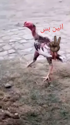 #السودان_مشاهير_تيك_توك 