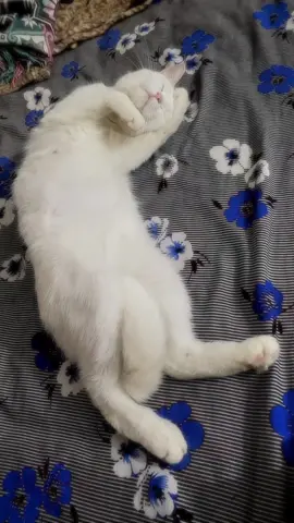 awww- |I #cat #white #awww#foryou #trending I|