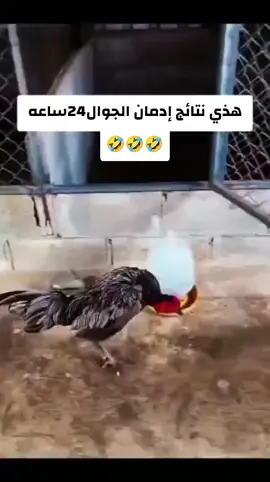 هذي نتائج ادمان الجوال 24 ساعة 😂😂😂 الديك صار يمشي زينا من كثر الجوال 😂📱🐓 مين كذا طول اليوم على جواله ؟ 😂 #السعوديه #جده #الرياض #fyp_saudi #ضحك_هستيري 