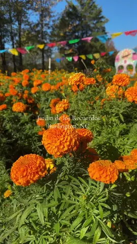 Un pedacito de Mexico 🤎🌼 📍6625 Joe Mitchell rd  Burlington, NC 27217 • • • • #diademuertos #cempasúchil #burlingtonnc #northcarolina #paratii 
