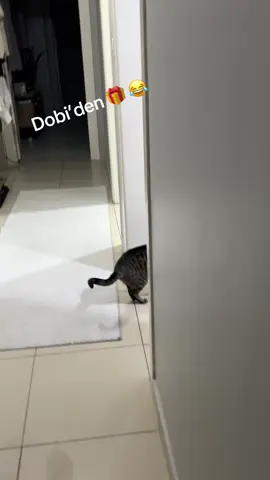 Kendisine benzeyen oyuncak faresini yatağıma getirip beni çağırması aklını severim çocuk#kediler#cat#komik 