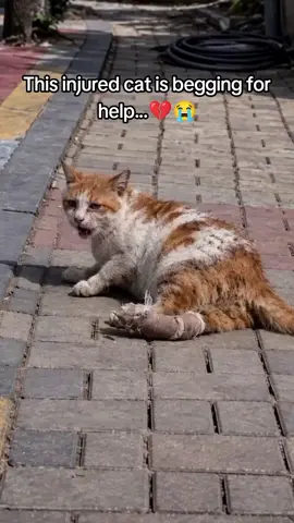 This poor soul is hurt and crying out for help. 💔 It breaks our heart to see them in this condition. We need to raise funds for urgent medical treatment and recovery. Please, if you can help even a little bit, check the link in our bio! 🐾🙏 #straycat #injuredcat #animalrescue #vetbills #helpanimals