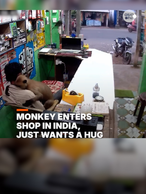 A monkey was seen on CCTV footage entering a shop in India on Oct 22, but it didn’t take anything - except for hugs. But animal behaviourists have said this is usually driven by a desire for food, shelter, security, or behaviors learned from caretakers. If you encounter them, keep a safe distance and avoid eye contact, stay calm and quiet. #India #Monkey #Wildlife #Safety