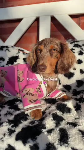 Got an XL , should have sized down 🙂‍↕️🧸💕 #dogsoftiktok #dogclothes #dachshund #dogmom 