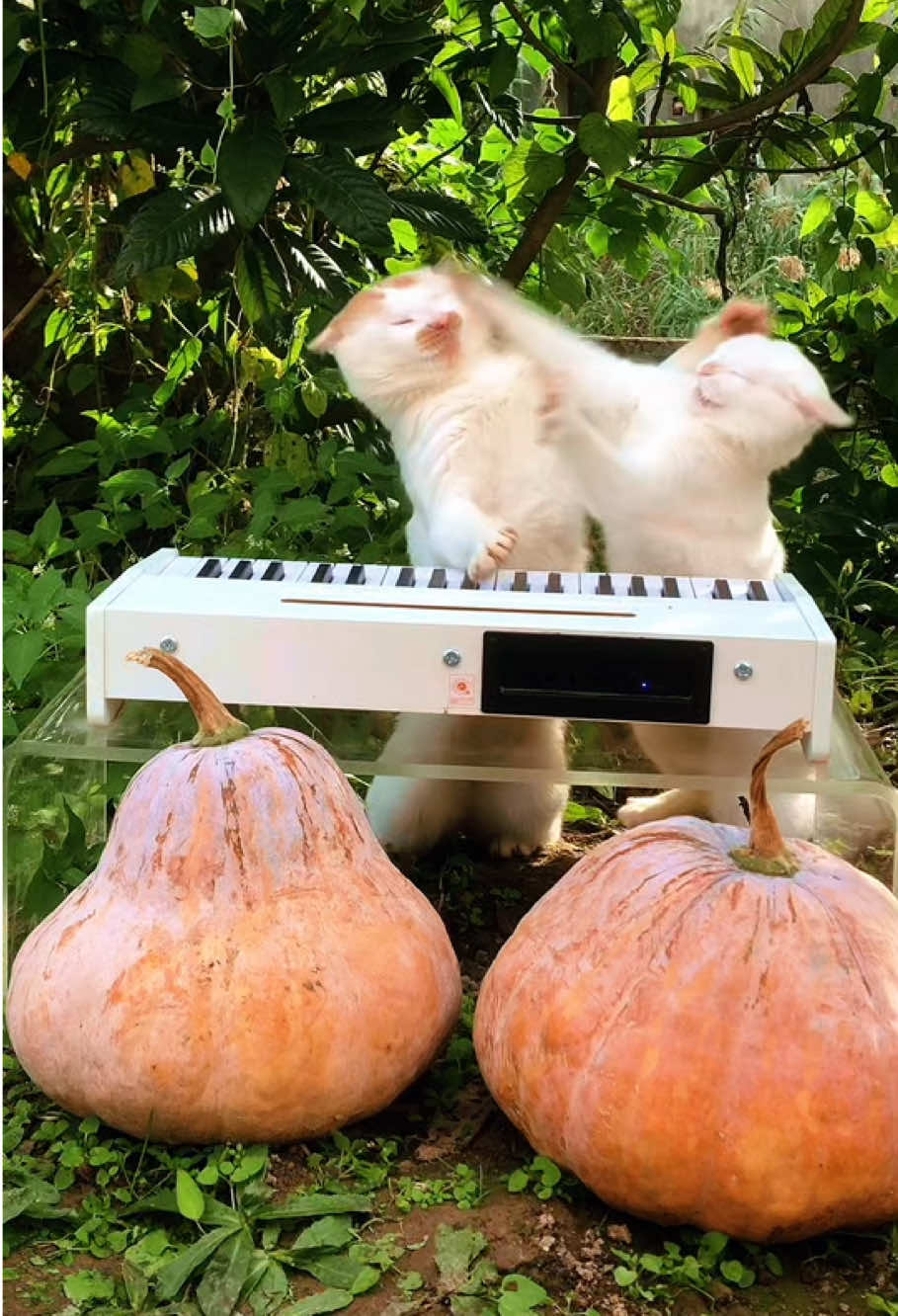 Stop 🎃Don’t fight 🎹#cat #catsoftiktok #cute #piano #kitten 