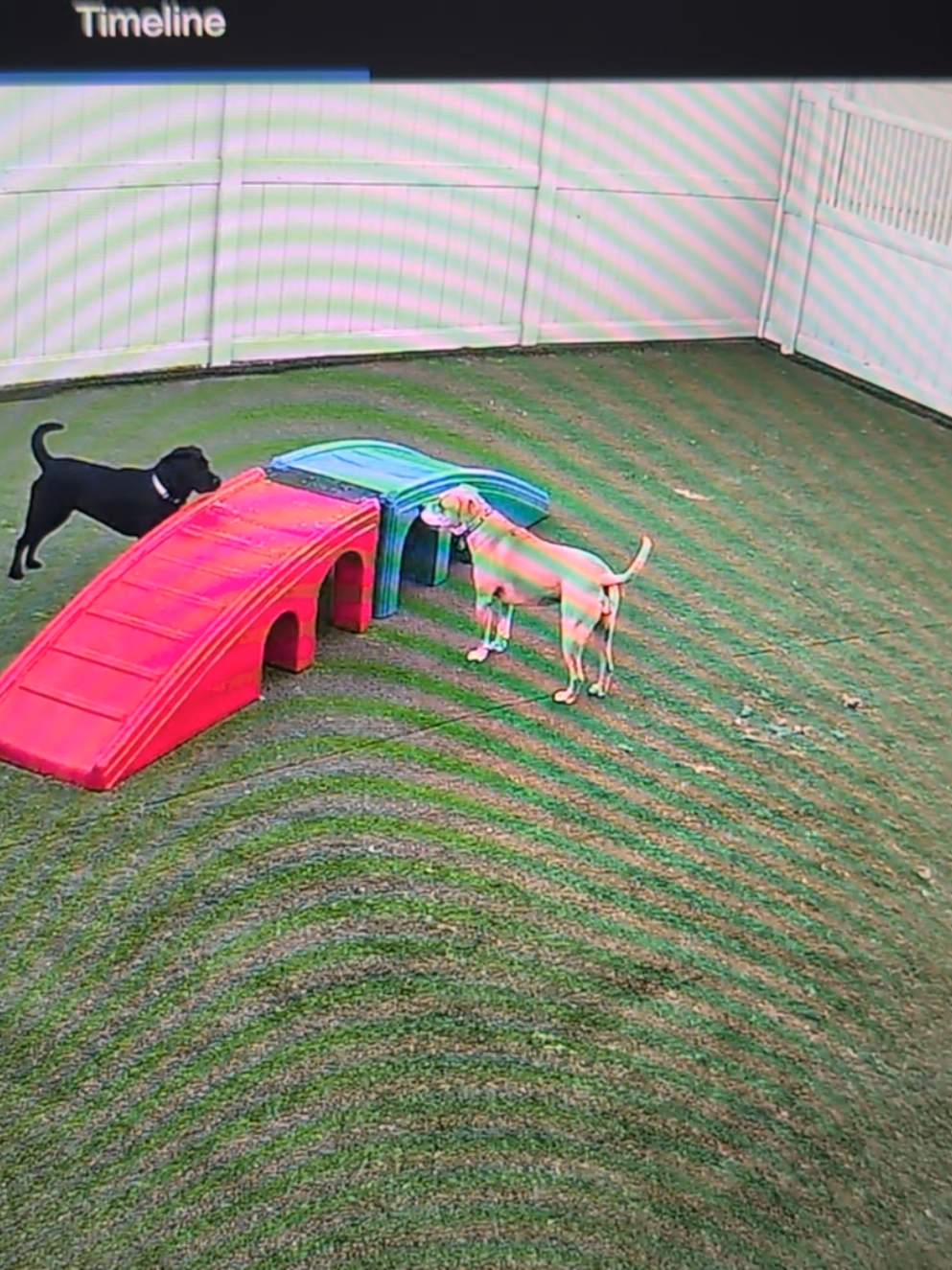 Girl that JUMP!!! 🤌 Roxee and Fae having the time of their lives with the morning zoomies 😍 