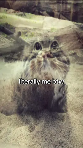 #pallascat #manul 